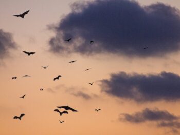 Photo by Clément Falize birds on sky